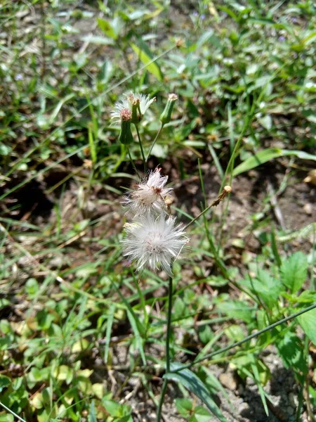 Emilia Sonchifolia Lila Bojtos Virág Cacalia Sonchifolia Természetes Háttérrel — Stock Fotó