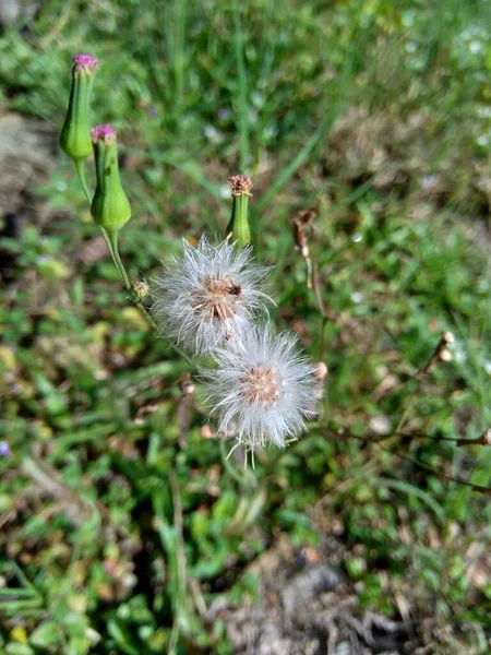 Emilia Sonchifolia Lila Kwastbloem Cacalia Sonchifolia Met Een Natuurlijke Achtergrond — Stockfoto