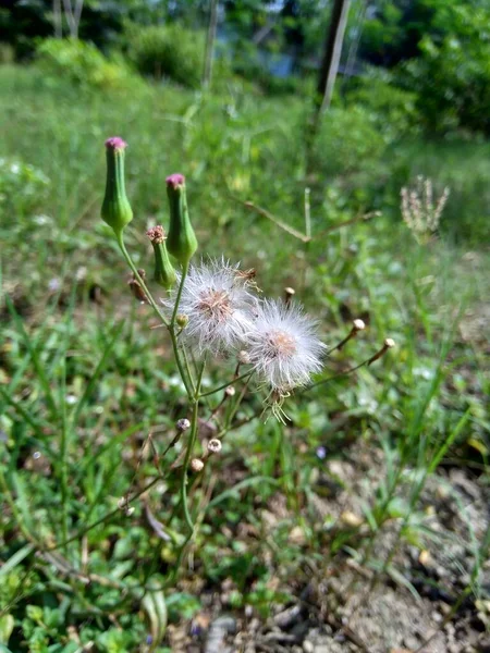 Emilia Sonchifolia Lila Kwastbloem Cacalia Sonchifolia Met Een Natuurlijke Achtergrond — Stockfoto