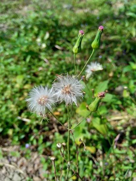 Emilia Sonchifolia Lila Kwastbloem Cacalia Sonchifolia Met Een Natuurlijke Achtergrond — Stockfoto