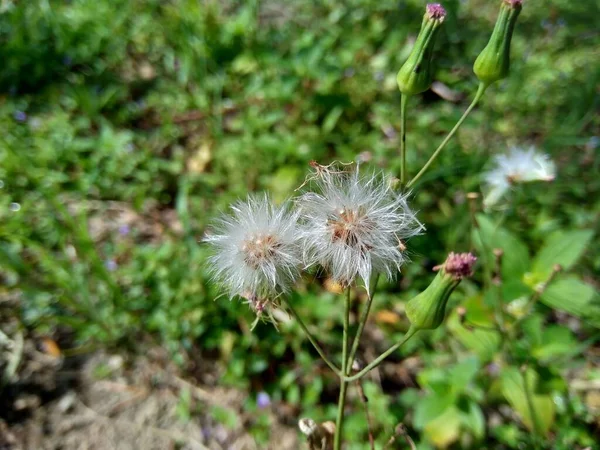 Emilia Sonchifolia Lila Kwastbloem Cacalia Sonchifolia Met Een Natuurlijke Achtergrond — Stockfoto