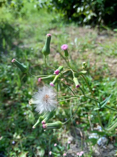 Мбаппе Сонхифолия Лилейник Кисточковый Cacalia Sonchifolia Естественном Фоне — стоковое фото