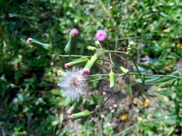 Emilia Sonchifolia Lila Bojtos Virág Cacalia Sonchifolia Természetes Háttérrel — Stock Fotó