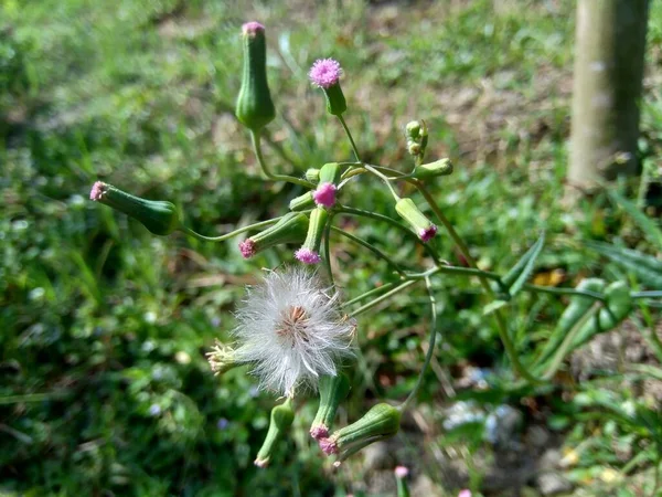 Мбаппе Сонхифолия Лилейник Кисточковый Cacalia Sonchifolia Естественном Фоне — стоковое фото