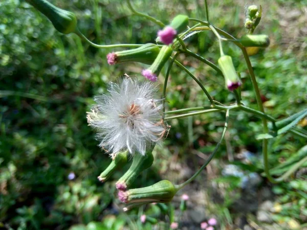 Emilia Sonchifolia Lila Quastenblume Cacalia Sonchifolia Mit Natürlichem Hintergrund — Stockfoto