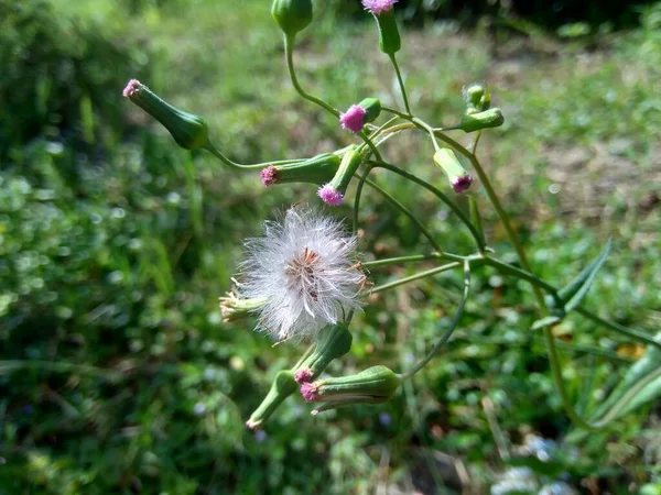 Emilia Sonchifolia Lila Bojtos Virág Cacalia Sonchifolia Természetes Háttérrel — Stock Fotó