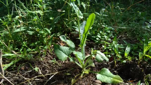 Emilia Sonchifolia Liliowy Kwiat Frędzla Cacalia Sonchifolia Naturalnym Tłem — Wideo stockowe