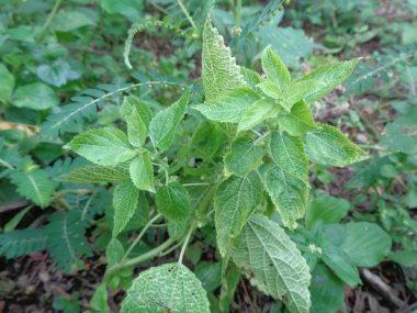 Bahçede yeşil çiçekli Hint bakır yaprağı ya da Acalypha Indica L. Boehmeria zollingeriana 'ya kedi yüzü de denir..