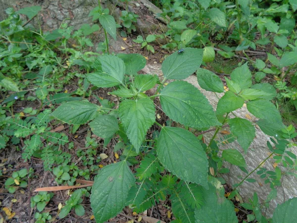 緑の花と庭のインドのコッパーリーフまたはAcalyphaインディカL 猫の顔とも呼ばれるBoehmeria Zollingeriana — ストック写真