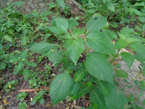 Indický Měďnatý List Nebo Acalypha Indica Zahradě Zelenými Květy Boehmeria — Stock fotografie