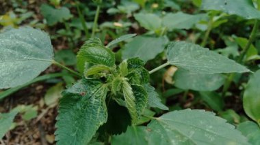 Bahçede yeşil çiçekli Hint bakır yaprağı ya da Acalypha Indica L. Boehmeria zollingeriana 'ya kedi yüzü de denir..