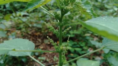 Bahçede yeşil çiçekli Hint bakır yaprağı ya da Acalypha Indica L. Boehmeria zollingeriana 'ya kedi yüzü de denir..