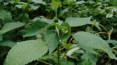 Bahçede yeşil çiçekli Hint bakır yaprağı ya da Acalypha Indica L. Boehmeria zollingeriana 'ya kedi yüzü de denir..