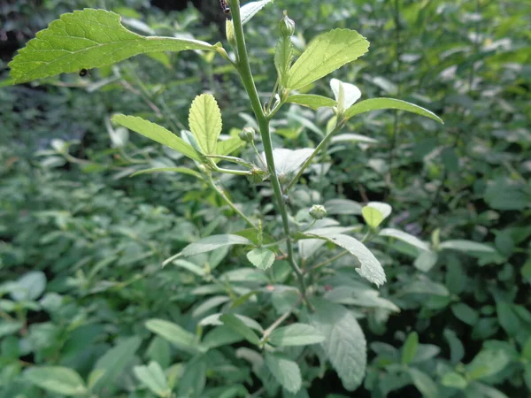 Sida Rhombifolia Yaprağı Sida Malva Rhombifolia Eşkenar Dörtgen Yapraklı Sida — Stok fotoğraf