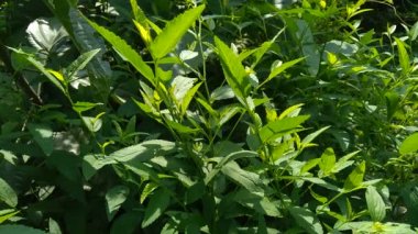 Sida rhombifolia (ok yaprağı sida, Malva rhombifolia, eşkenar dörtgen yapraklı sida, Paddy 's lucerne, jöle yaprağı, Küba keneviri, Queensland keneviri, Hint keneviri) doğa arka planında bulunur. Bitkisel ilaç olarak da kullanılır..