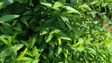 Sida rhombifolia (ok yaprağı sida, Malva rhombifolia, eşkenar dörtgen yapraklı sida, Paddy 's lucerne, jöle yaprağı, Küba keneviri, Queensland keneviri, Hint keneviri) doğa arka planında bulunur. Bitkisel ilaç olarak da kullanılır..