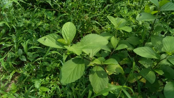 Sida Rhombifolia Arrowleaf Sida Malva Rhombifolia Kosočtverec Listý Sida Paddyho — Stock video