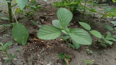 Sida rhombifolia (ok yaprağı sida, Malva rhombifolia, eşkenar dörtgen yapraklı sida, Paddy 's lucerne, jöle yaprağı, Küba keneviri, Queensland keneviri, Hint keneviri) doğa arka planında bulunur. Bitkisel ilaç olarak da kullanılır..