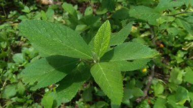 Sida rhombifolia (ok yaprağı sida, Malva rhombifolia, eşkenar dörtgen yapraklı sida, Paddy 's lucerne, jöle yaprağı, Küba keneviri, Queensland keneviri, Hint keneviri) doğa arka planında bulunur. Bitkisel ilaç olarak da kullanılır..