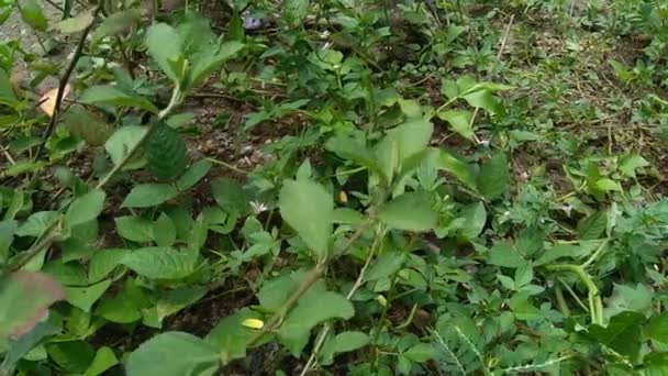 Sida Rhombifolia Yaprağı Sida Malva Rhombifolia Eşkenar Dörtgen Yapraklı Sida — Stok video