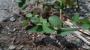 Sida rhombifolia (ok yaprağı sida, Malva rhombifolia, eşkenar dörtgen yapraklı sida, Paddy 's lucerne, jöle yaprağı, Küba keneviri, Queensland keneviri, Hint keneviri) doğa arka planında bulunur. Bitkisel ilaç olarak da kullanılır..