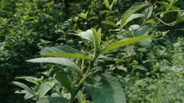 Sida rhombifolia (ok yaprağı sida, Malva rhombifolia, eşkenar dörtgen yapraklı sida, Paddy 's lucerne, jöle yaprağı, Küba keneviri, Queensland keneviri, Hint keneviri) doğa arka planında bulunur. Bitkisel ilaç olarak da kullanılır..