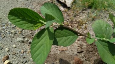 Sida rhombifolia (ok yaprağı sida, Malva rhombifolia, eşkenar dörtgen yapraklı sida, Paddy 's lucerne, jöle yaprağı, Küba keneviri, Queensland keneviri, Hint keneviri) doğa arka planında bulunur. Bitkisel ilaç olarak da kullanılır..