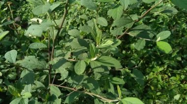 Sida rhombifolia (ok yaprağı sida, Malva rhombifolia, eşkenar dörtgen yapraklı sida, Paddy 's lucerne, jöle yaprağı, Küba keneviri, Queensland keneviri, Hint keneviri) doğa arka planında bulunur. Bitkisel ilaç olarak da kullanılır..