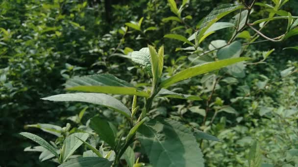 以自然背景为背景的Sida Rhombifolia Arrowleaf Sida Malva Rhombifolia Rhombus Leaved Sida Paddy — 图库视频影像