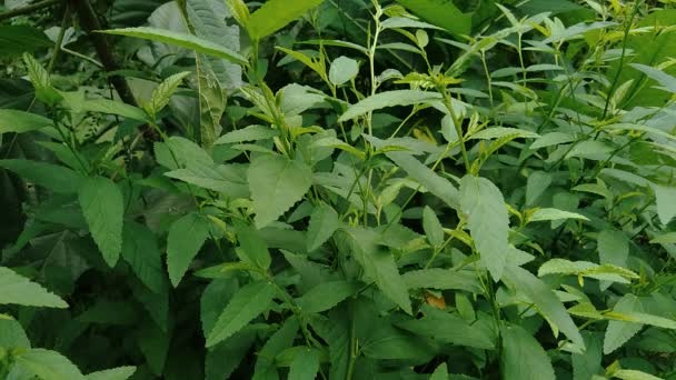 Sida Rhombifolia Arrowleaf Sida Malva Rhombifolia Rhombus Leaved Sida Paddy — Stock Video