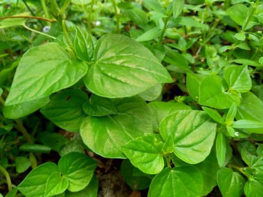 Peperomia pellucida (biber büyüğü, parlayan çalı bitkisi ve erkek erkeğe) doğal arka plana sahip.
