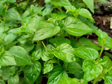 Peperomia pellucida (biber büyüğü, parlayan çalı bitkisi ve erkek erkeğe) doğal arka plana sahip.