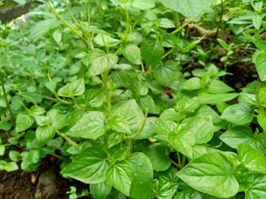 Peperomia pellucida (biber büyüğü, parlayan çalı bitkisi ve erkek erkeğe) doğal arka plana sahip.