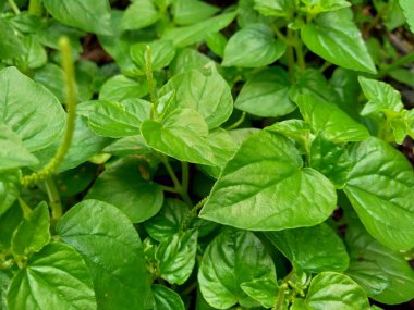 Peperomia pellucida (biber büyüğü, parlayan çalı bitkisi ve erkek erkeğe) doğal arka plana sahip.