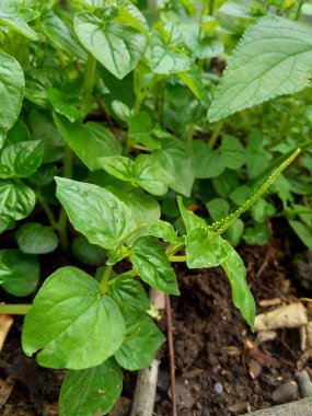Peperomia pellucida (biber büyüğü, parlayan çalı bitkisi ve erkek erkeğe) doğal arka plana sahip.