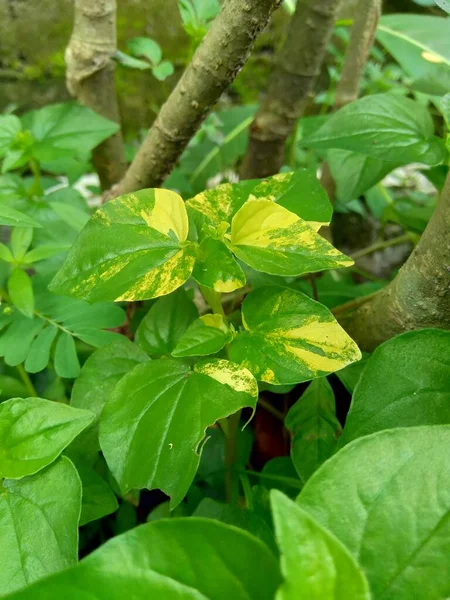 Peperomia Pelúcida Pimenta Ancião Planta Arbusto Brilhante Homem Para Homem — Fotografia de Stock