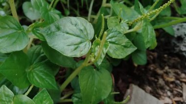 Peperomia pellucida (biber büyüğü, parlayan çalı bitkisi ve erkek erkeğe) doğal arka plana sahip.