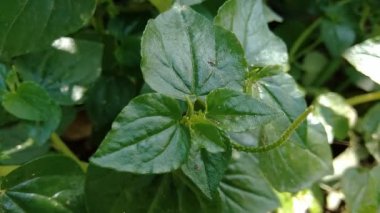 Peperomia pellucida (biber büyüğü, parlayan çalı bitkisi ve erkek erkeğe) doğal arka plana sahip.