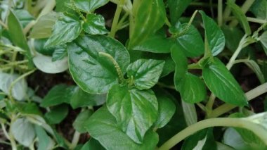 Peperomia pellucida (biber büyüğü, parlayan çalı bitkisi ve erkek erkeğe) doğal arka plana sahip.
