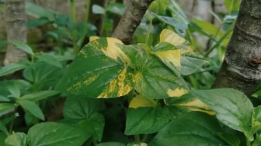 Peperomia pellucida (biber büyüğü, parlayan çalı bitkisi ve erkek erkeğe) doğal arka plana sahip.
