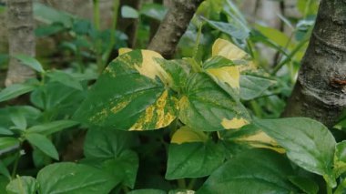 Peperomia pellucida (biber büyüğü, parlayan çalı bitkisi ve erkek erkeğe) doğal arka plana sahip.