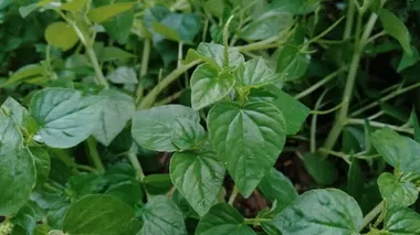 Peperomia pellucida (biber büyüğü, parlayan çalı bitkisi ve erkek erkeğe) doğal arka plana sahip.