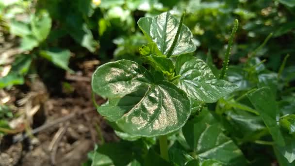 Peperomia Pellucida Anciano Pimienta Planta Arbustiva Brillante Hombre Hombre Con — Vídeos de Stock