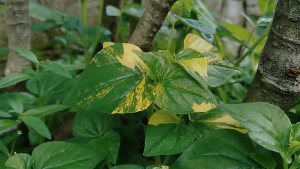 Peperomia Pellucida Anciano Pimienta Planta Arbustiva Brillante Hombre Hombre Con — Vídeo de stock