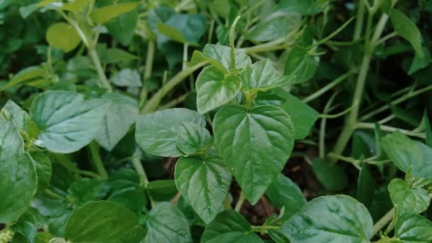 Peperomia Pellucida Anciano Pimienta Planta Arbustiva Brillante Hombre Hombre Con — Vídeo de stock