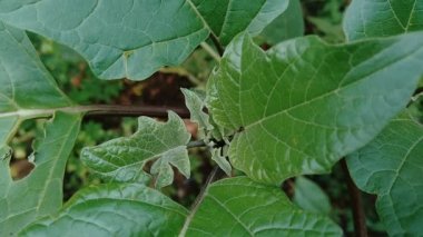 Datura metel (şeytan trompeti, Blackcurrant girdabı, Cornucopaea, Double Blackcurrant girdabı, Double Purple Purple Hindu, Stramonium fastuosum, Datura hummatu var. Doğal arka plana sahip fastuosa