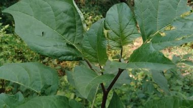 Datura metel (şeytan trompeti, Blackcurrant girdabı, Cornucopaea, Double Blackcurrant girdabı, Double Purple Purple Hindu, Stramonium fastuosum, Datura hummatu var. Doğal arka plana sahip fastuosa