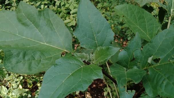 Datura Metel Trąbka Diabła Wir Czarnej Porzeczki Cornucopaea Podwójny Wir — Wideo stockowe