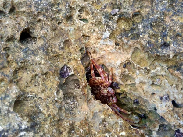 Krabbe Hintergrund Der Natur — Stockfoto