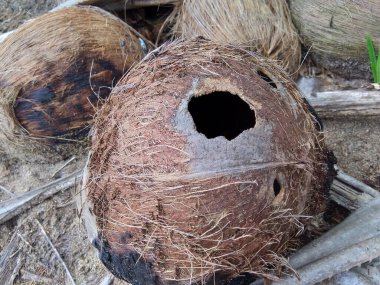 Doğal bir geçmişi olan çürük hindistan cevizi.